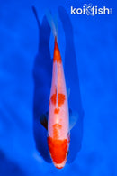 5" KOHAKU