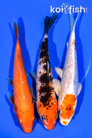 6.75 - 7" PACK OF (3) STANDARD KOI