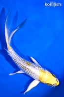 5.75" KUJAKU BUTTERFLY