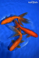 PACK OF (3) 5-6" WAKIN GOLDFISH