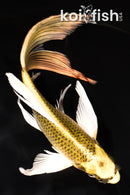 8.5" KI MATSUBA BUTTERFLY