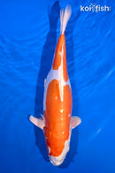 15.25" LEATHER KIKUSUI
