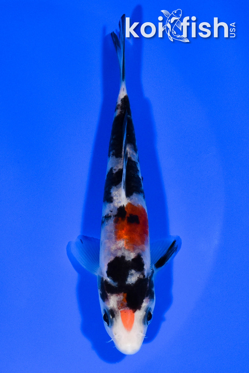 4.75" DOITSU SANKE