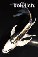 6" KIKOKURYU BUTTERFLY
