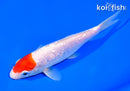 6.5" GINRIN TANCHO KOHAKU