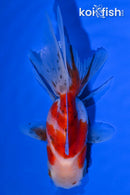 5" CALICO ORANDA GOLDFISH
