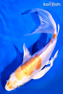 7.75" KIKUSUI BUTTERFLY