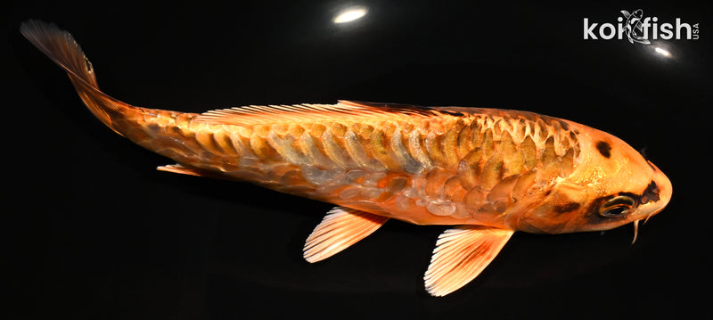 7.5" ARAGOKE ORENJI MATSUBA