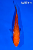 4" GINRIN KOHAKU
