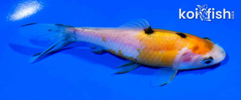 4.75" COMET GOLDFISH
