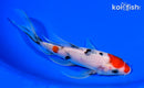 6.75" SANKE BUTTERFLY