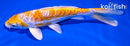 6.75" DOITSU HARIWAKE
