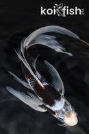 7" BENI MATSUKAWABAKE BUTTERFLY