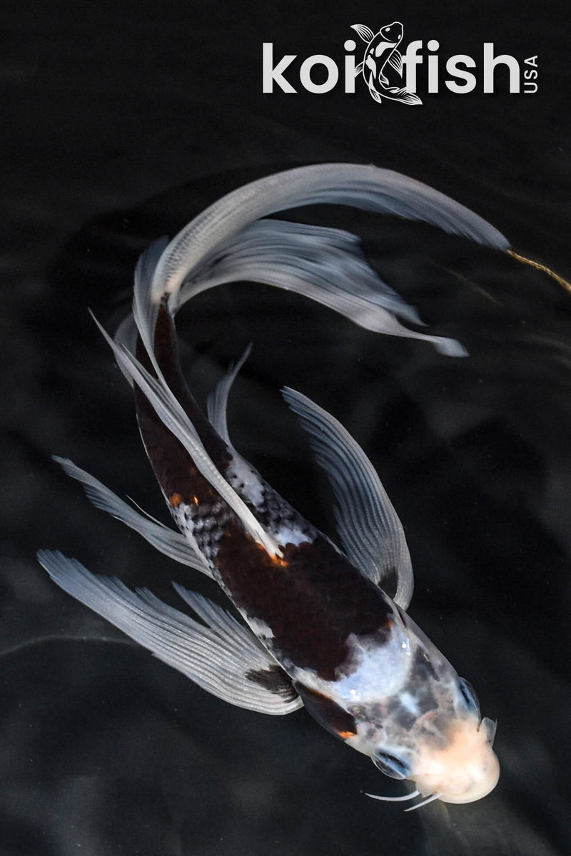 7" BENI MATSUKAWABAKE BUTTERFLY