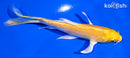 5" YAMABUKI OGON BUTTERFLY