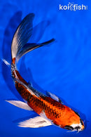 6.75" KUJAKU BUTTERFLY