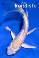 4.5" GINRIN LEMON HARIWAKE BUTTERFLY