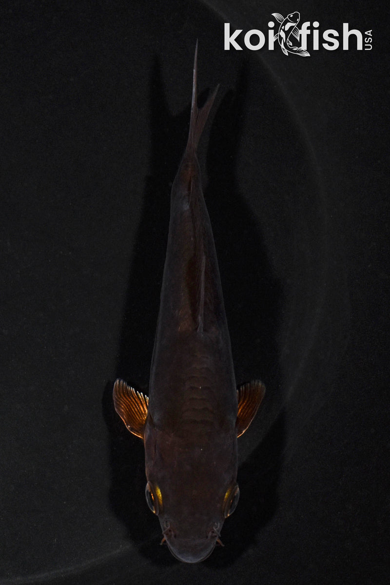 4.5" BENI KIKOKURYU