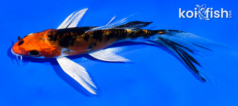 5.5" HEISEI NISHIKI BUTTERFLY