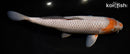 11" OCHIBA SHIGURE