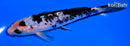 6" SHIRO BEKKO