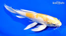 9.5" LEMON HARIWAKE BUTTERFLY