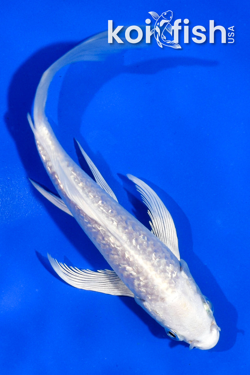 5.5" GINRIN PLATINUM OGON BUTTERFLY