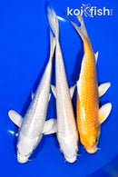 PACK OF (3) 6.75-7.25" STANDARD KOI
