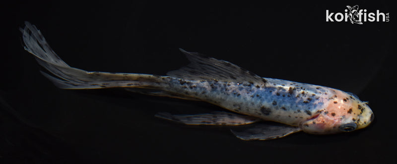 8" SHUBUNKIN GOLDFISH