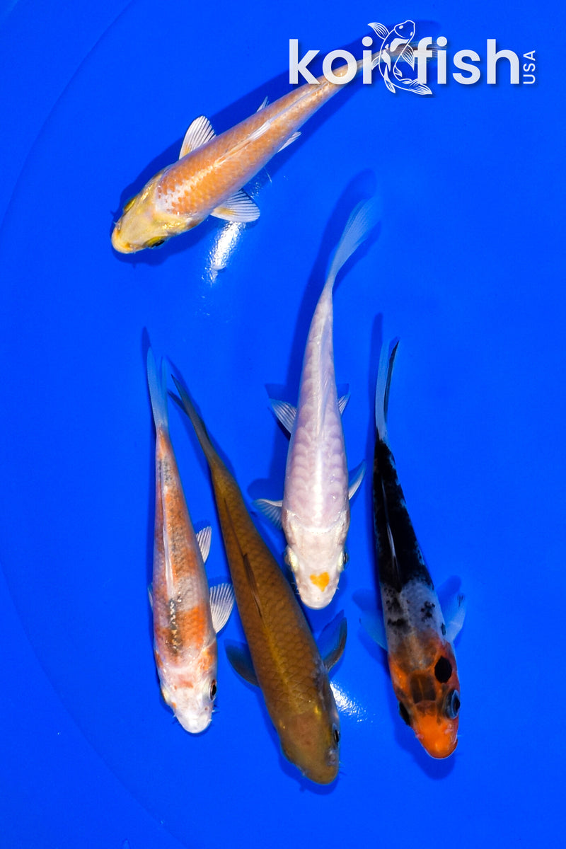 PACK OF (5) 3.75-4" STANDARD KOI