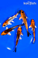 PACK OF (5) 4.5-5" STANDARD KOI