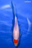 7.5" TANCHO SARASA COMET GOLDFISH
