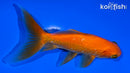 5" WATONAI GOLDFISH
