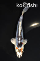 5.75" BENI KIKOKURYU