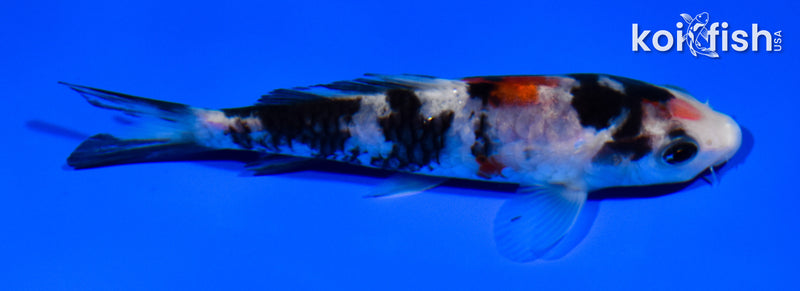 4.75" DOITSU SANKE