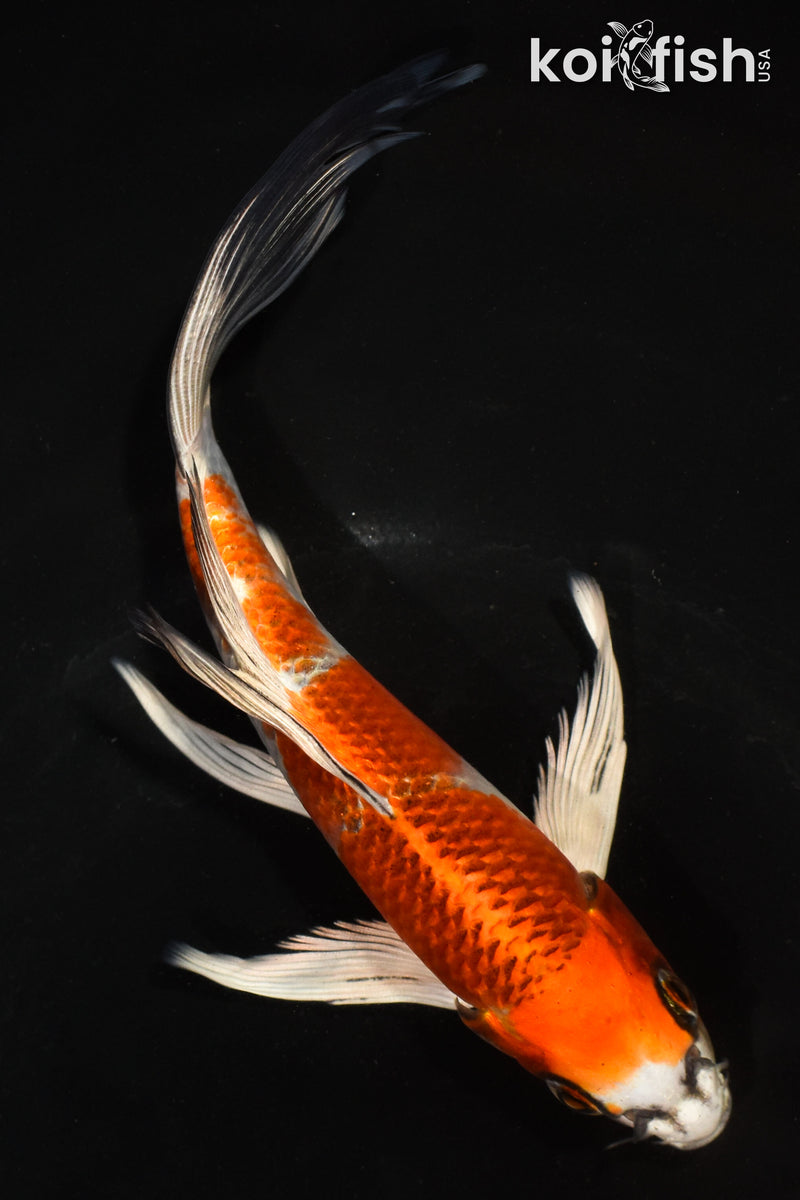 6.5" KUJAKU BUTTERFLY