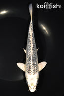 7.75" GINRIN GIN MATSUBA