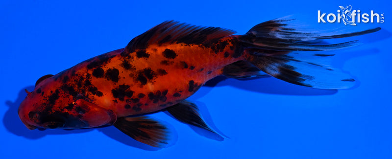 4.75" WAKIN GOLDFISH