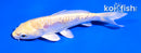 4.5" ARAGOKE LEMON HARIWAKE