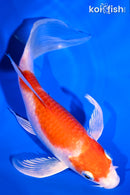 5.75" HARIWAKE BUTTERFLY