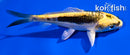 4" KIN KIKOKURYU