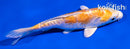 5" DOITSU HARIWAKE