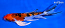 6" YAMATO NISHIKI BUTTERFLY