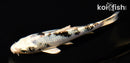 5.75" GINRIN SHIRO BEKKO