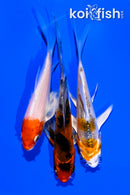 PACK OF (3) 4-4.5" BUTTERFLY KOI