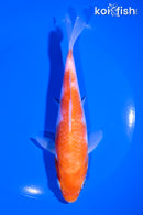 6.5" KOHAKU
