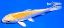 4.5" YAMABUKI OGON