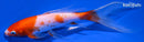 7.25" KOHAKU BUTTERFLY