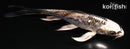 5.5" KIKOKURYU BUTTERFLY