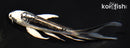 6" KIKOKURYU BUTTERFLY